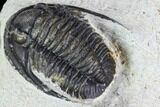 Cornuproetus Trilobite Fossil - Morocco #105988-5